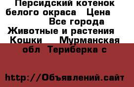 Персидский котенок белого окраса › Цена ­ 35 000 - Все города Животные и растения » Кошки   . Мурманская обл.,Териберка с.